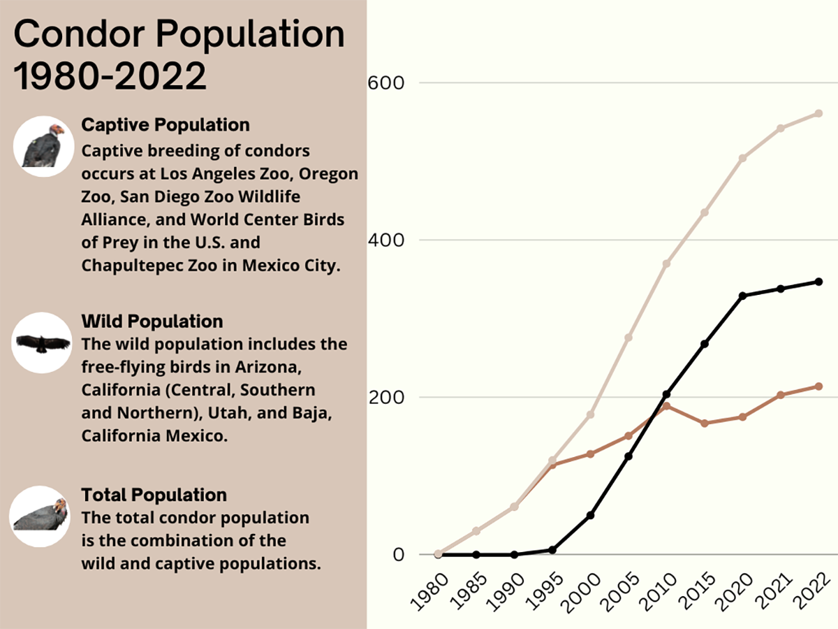 California Condor Population Graph, 19802022 FWS.gov